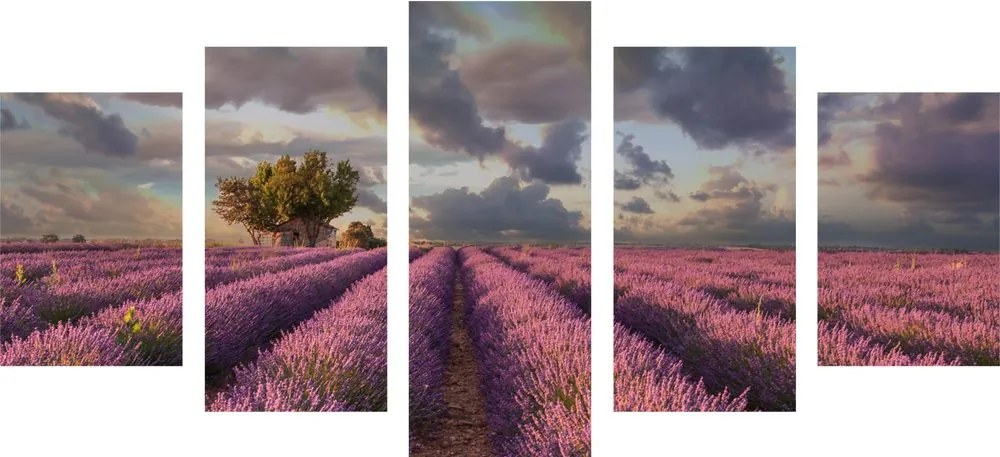 Quadri 5 pezzi – Terra dei campi di lavanda