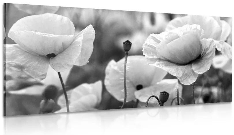 Quadro su tela – Splendido campo di papaveri in bianco e nero