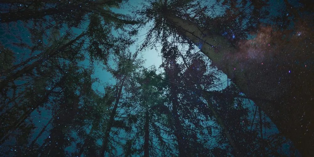 Stampa su tela – Foresta sotto il cielo notturno