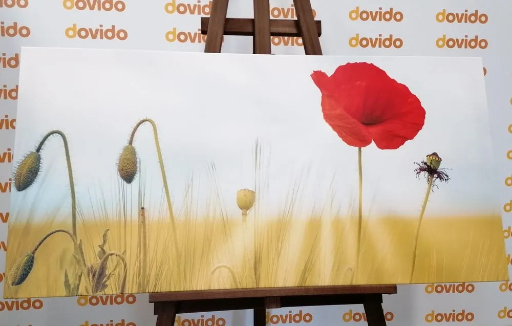 Stampa su tela – Papavero selvatico