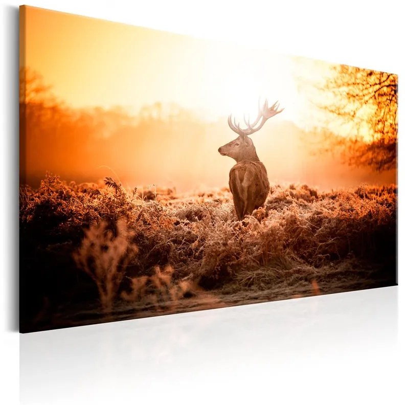 Quadro Deer in the Sun  Colore Beige, Dimensioni e Misure 90x60