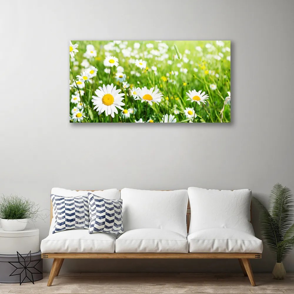 Quadro stampa su tela Pianta di fiori di margherita 100x50 cm