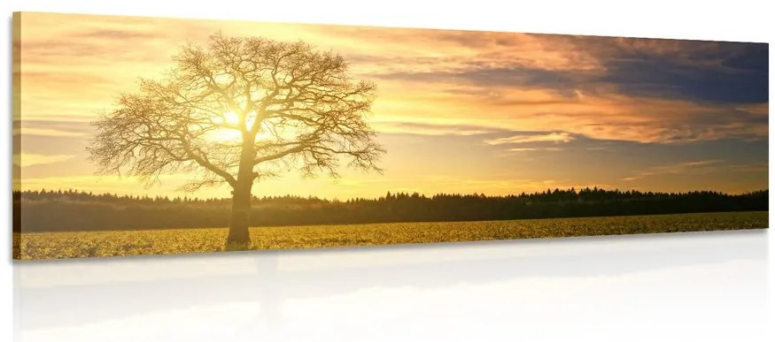 Quadro su tela – Albero solitario