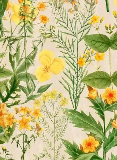 Blumentapete Mimulus von MINDTHEGAP - WP20323