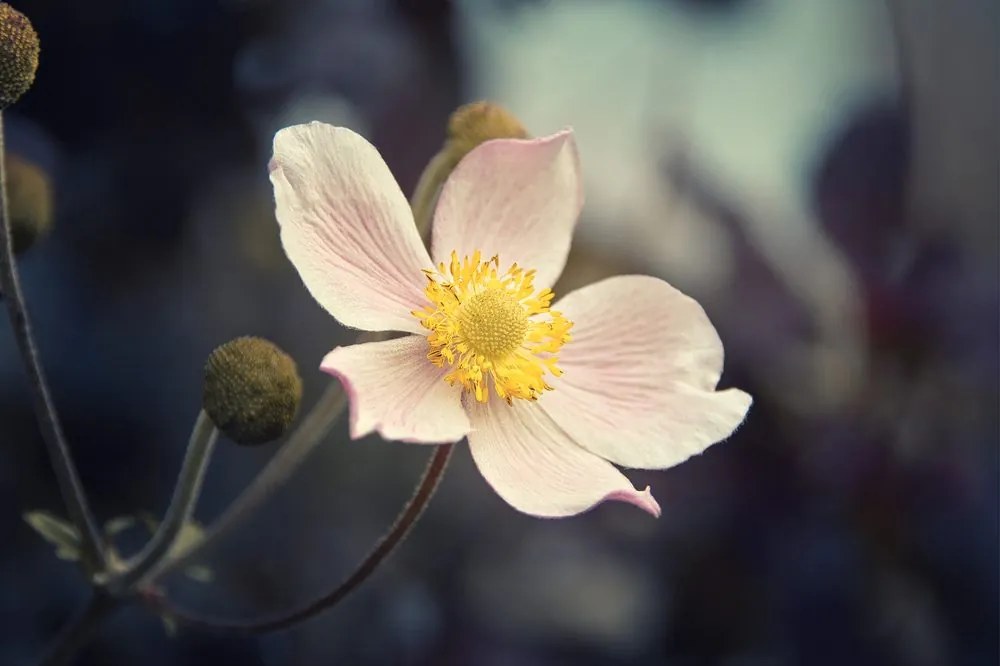 Carta da parati – Delicatezza del fiore