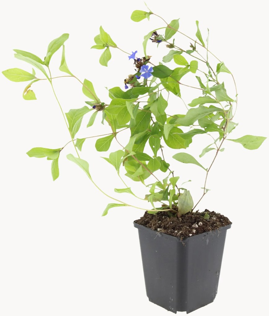 Set di 6 piante vere Leadwort Ceratostigma Plumbaginoides