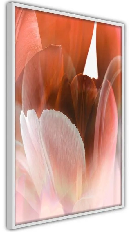 Poster Tulip Petals