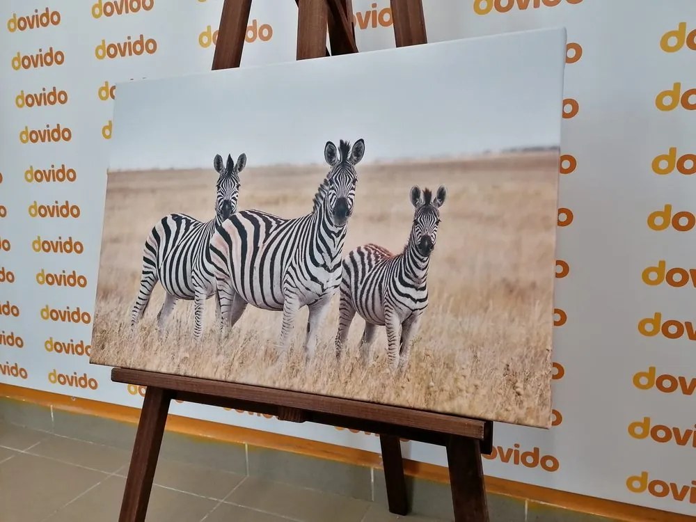 Stampa su tela – Tre zebre nella savana