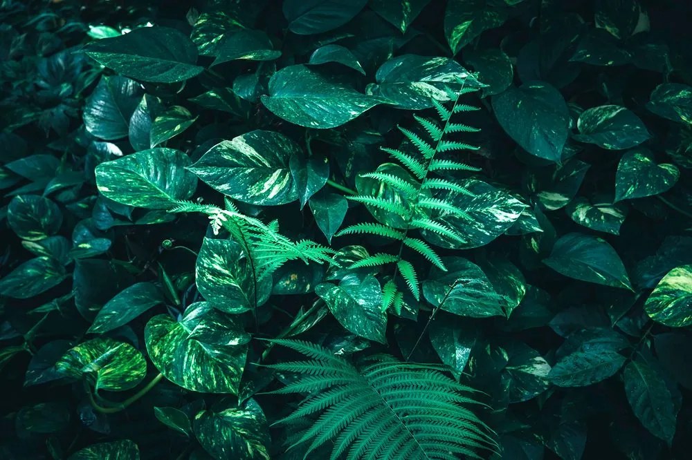 Carta da parati autoadesiva – Foglie tropicali fresche