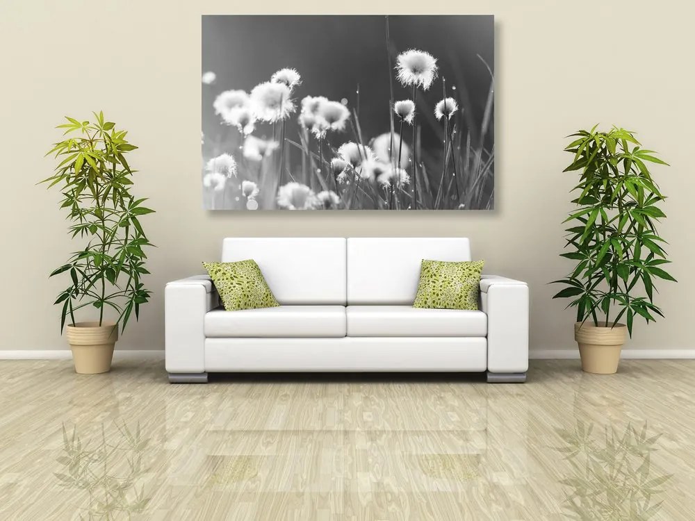 Quadro su tela – Erba di cotone in bianco e nero