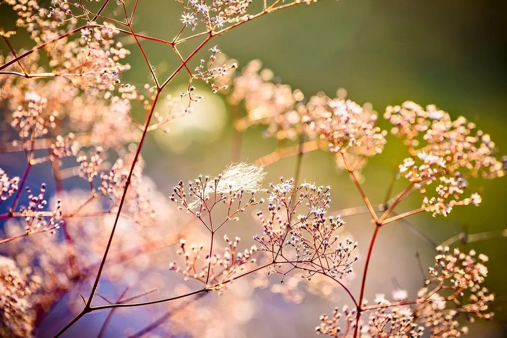 Stampa su tela – Natura morta di fiori