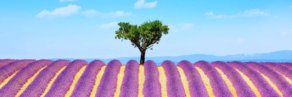 Quadro su tela – Campo di lavanda provenzale