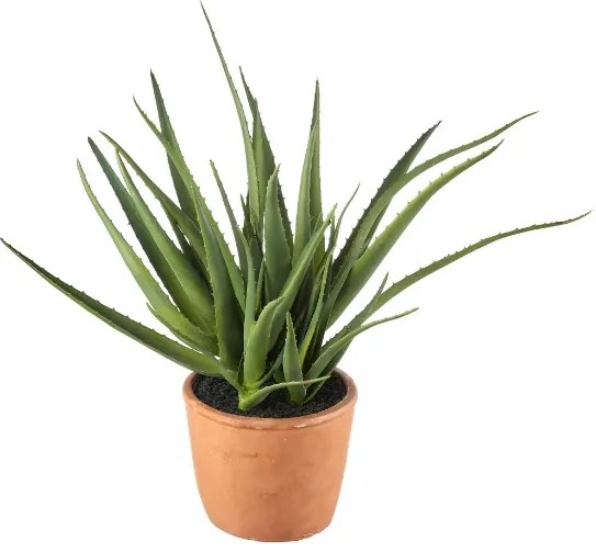 L'Oca Nera pianta di aloe con vaso h 38