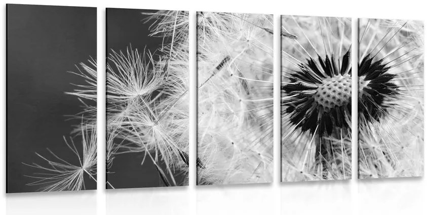 Quadri 5 pezzi – Semi di dente di leone in bianco e nero