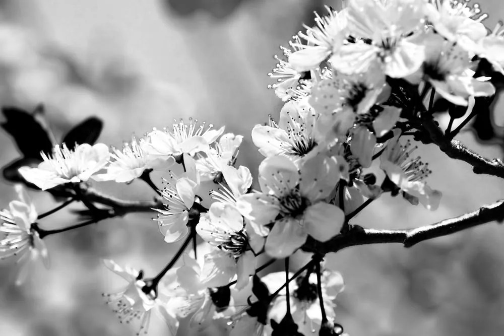 Stampa su tela – Fiore di ciliegio in bianco e nero