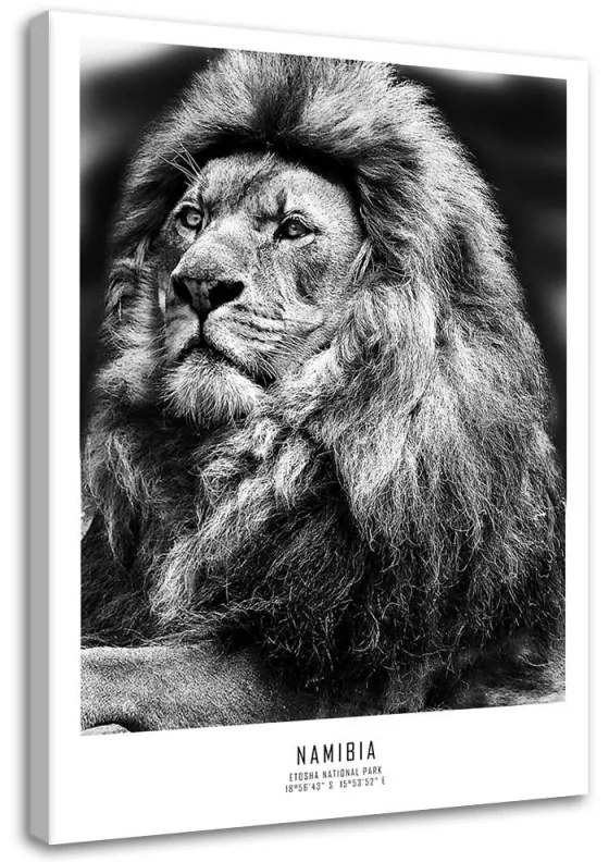 Quadro su tela, Animali Africa Lion  Dimensioni 60x90