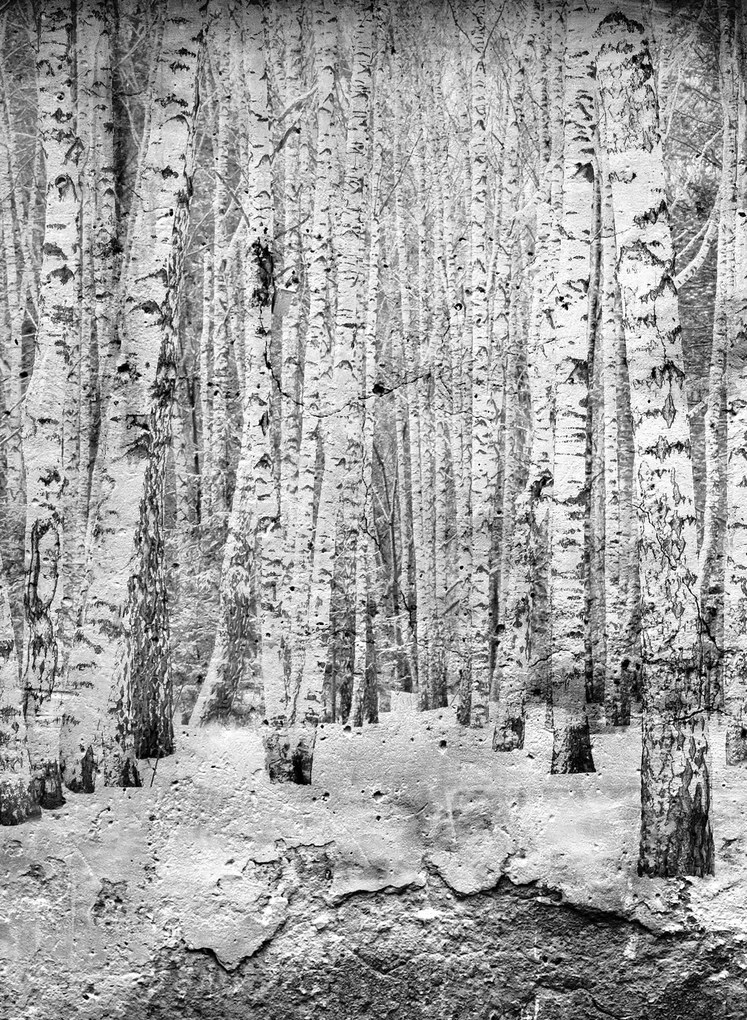 Coordonne Carta da parati panoramica Broken Forest - Black