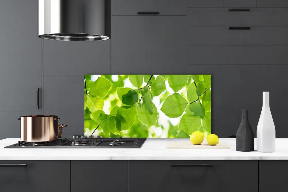 Rivestimento parete cucina Foglie di piante naturali 100x50 cm
