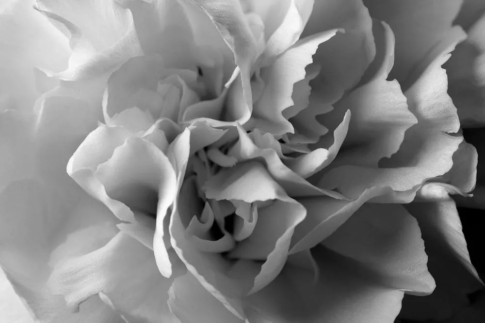 Stampa su tela – Petali di garofano in bianco e nero