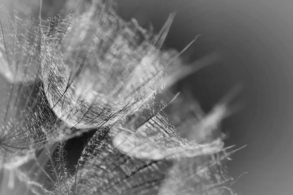 Stampa su tela – Macro soffione in bianco e nero su sfondo