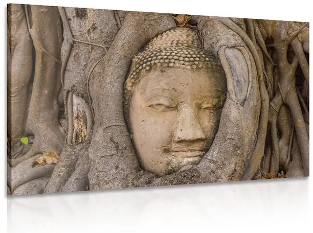 Stampa su tela – Ficus sacro di Buddha