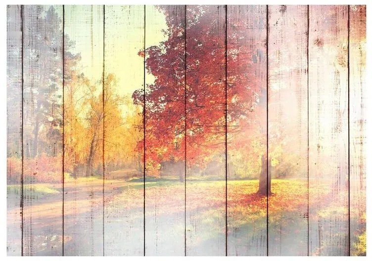 Fotomurale adesivo  Autumn Sun  Larghezza x Altezza Home decor 147x105