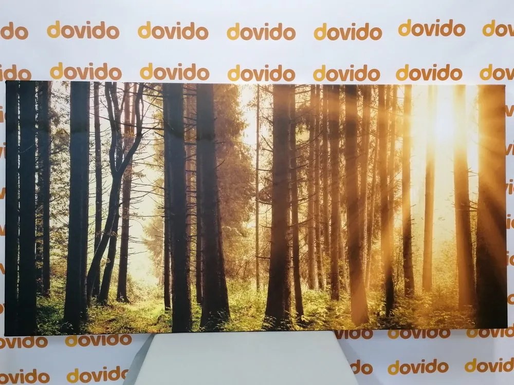 Quadro su tela – Foresta inondata di sole