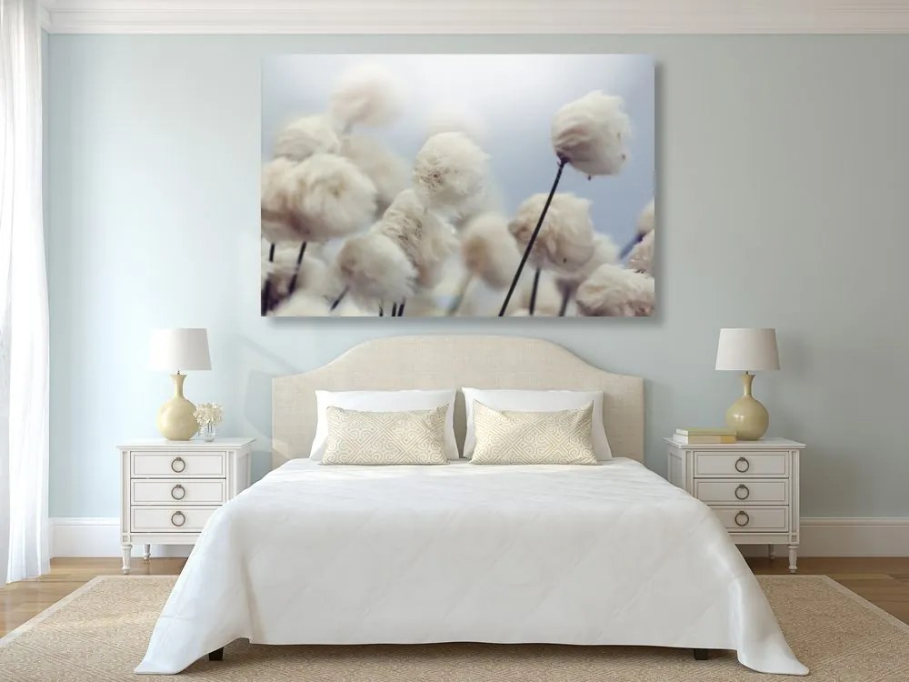 Quadro su tela – Fiori artici di cotone