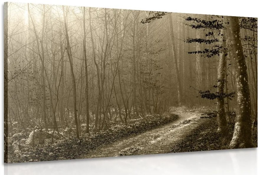 Quadro su tela – Sentiero nella foresta in seppia