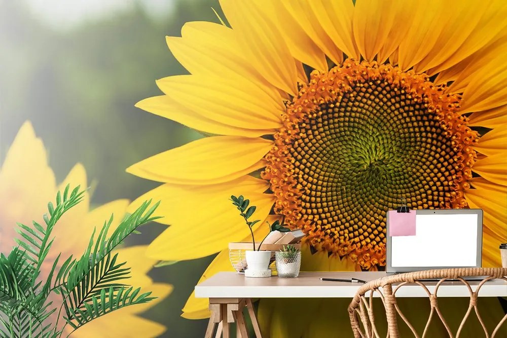 Carta da parati autoadesiva – Girasole giallo