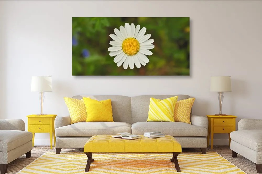 Quadro su tela – Fiore di margherita