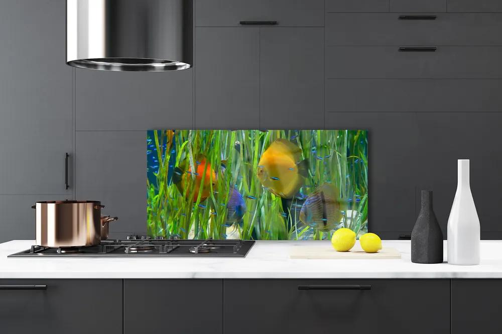 Pannello cucina paraschizzi Pesce, alghe, natura 100x50 cm