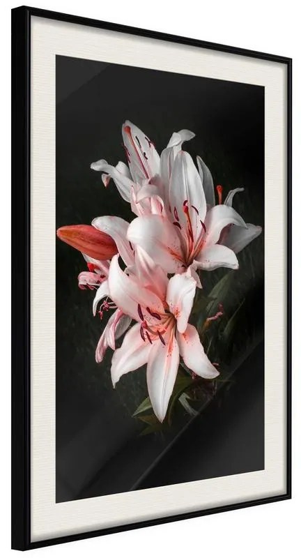 Poster  Pale Pink Lilies  Cornice Quadri Cornice nera con pass-partout, Larghezza x Altezza Home decor 40x60