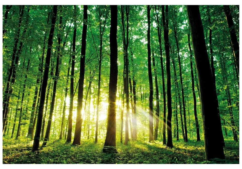 Carta da parati autoadesiva – Freschezza della foresta