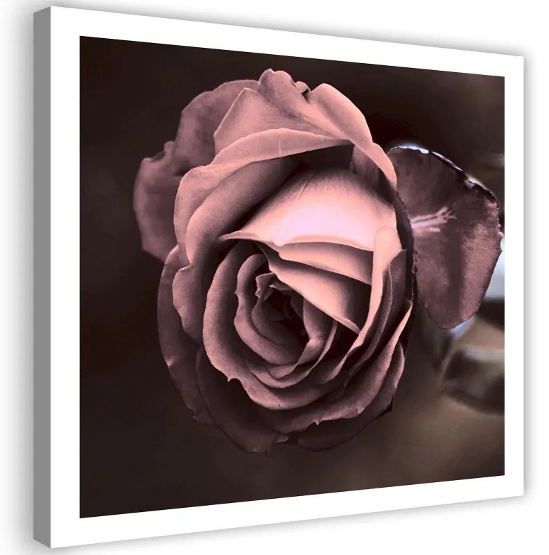 Quadro su tela, Bellissimo fiore di rosa rosa  Dimensioni 30x30