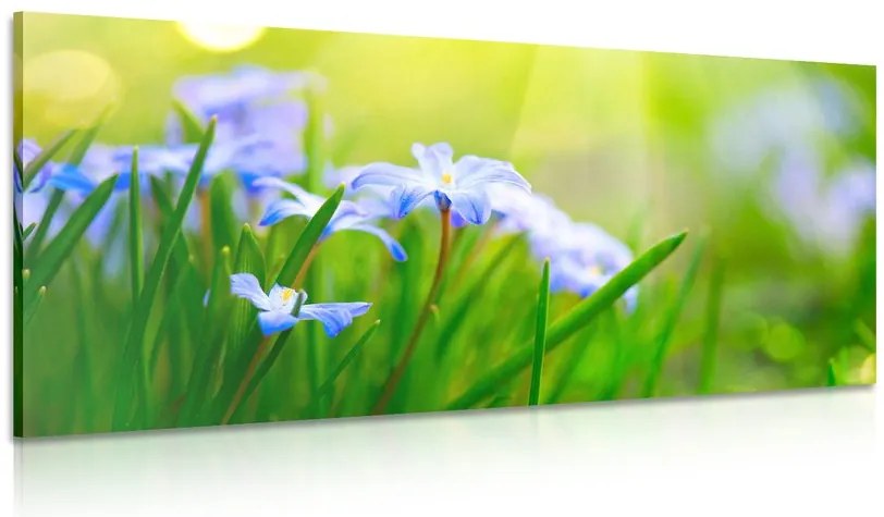Quadro su tela – Fiori nel prato in primavera