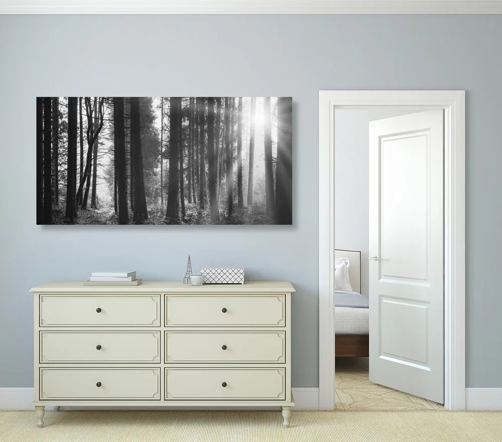 Stampa su tela – Foresta inondata di sole in bianco e nero