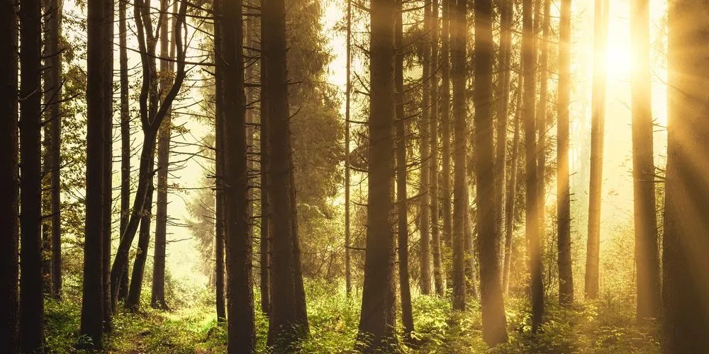 Quadro su tela – Foresta inondata di sole