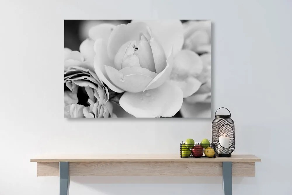 Stampa su tela – Pieno di rose in bianco e nero