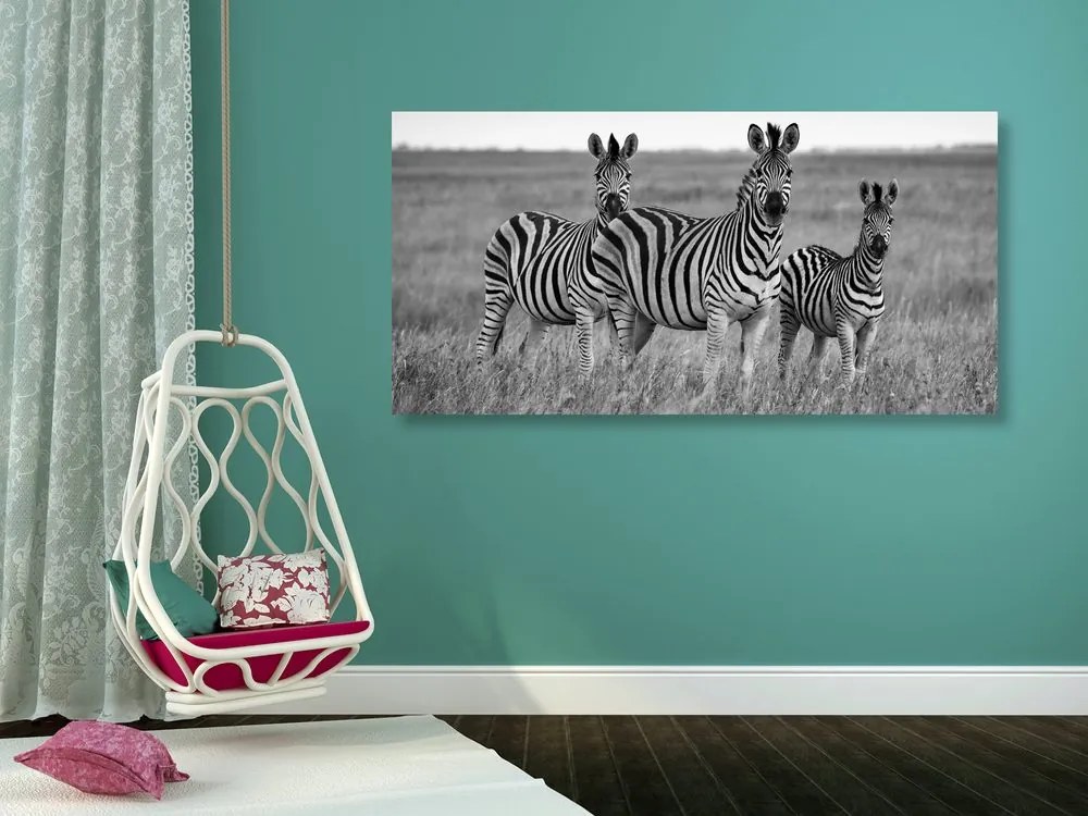 Quadro su tela – Tre zebre nella savana in bianco e nero