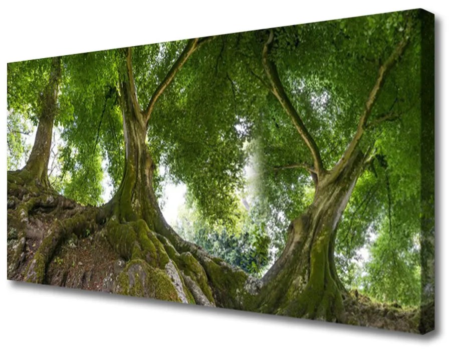 Quadro su tela Alberi, piante, natura 100x50 cm