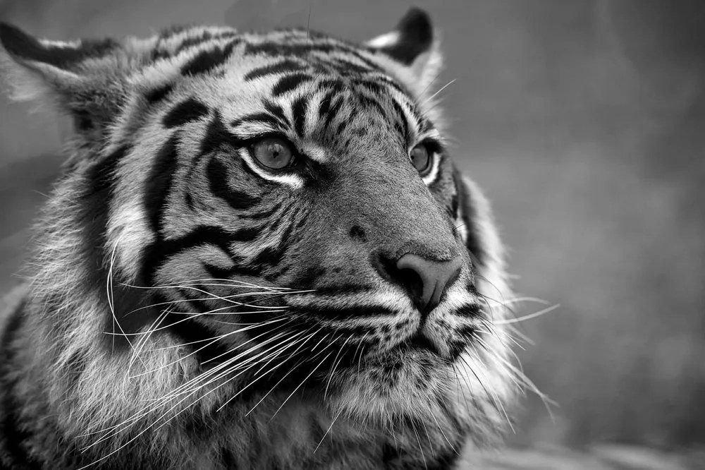Carta da parati – Tigre del Bengala in bianco e nero