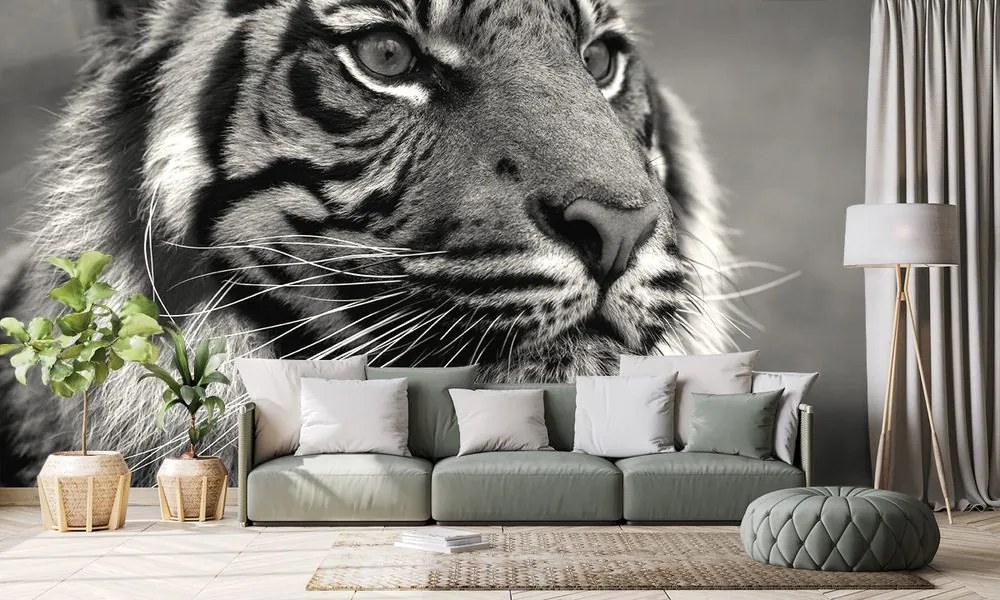 Carta da parati – Tigre del Bengala in bianco e nero
