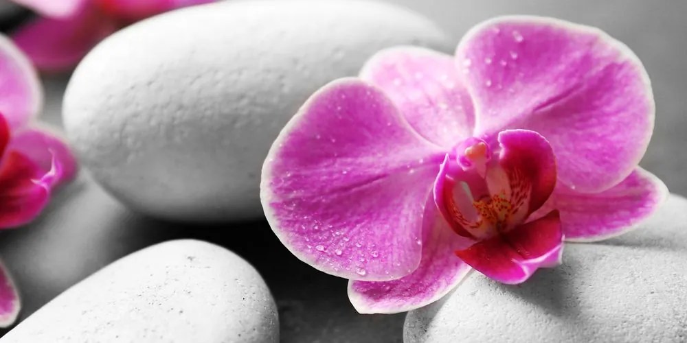 Quadro su tela – Fiori di orchidea su pietre bianche