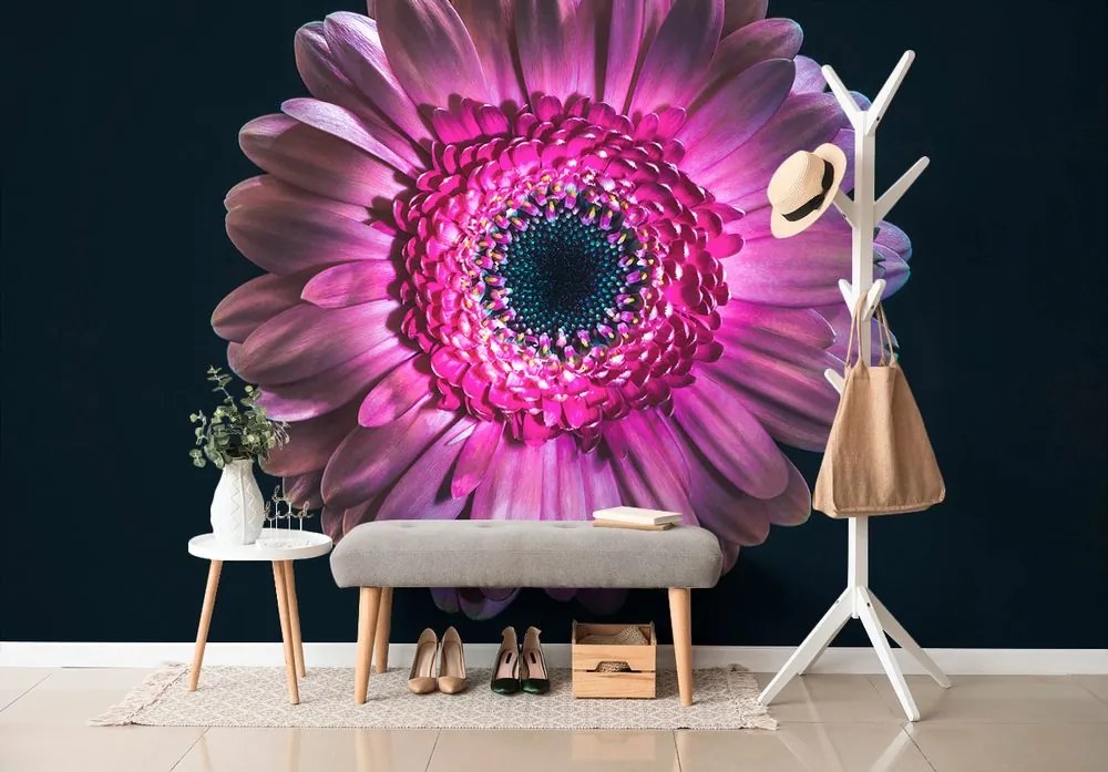 Carta da parati autoadesiva – Gerbera porpora