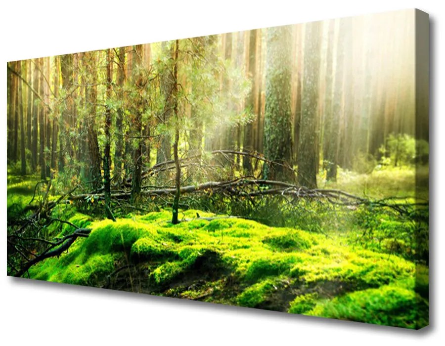 Quadro stampa su tela Muschio della foresta naturale 100x50 cm