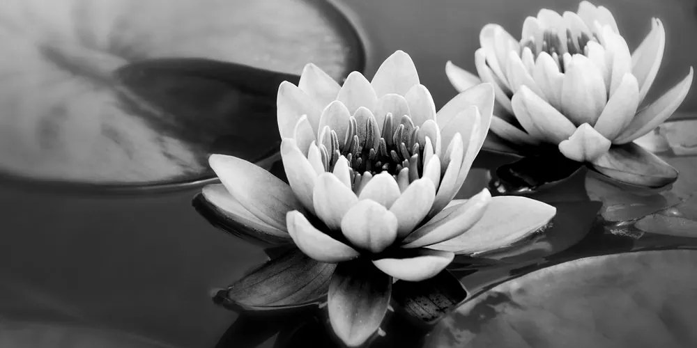Stampa su tela – Fiore di loto nel lago in bianco e nero