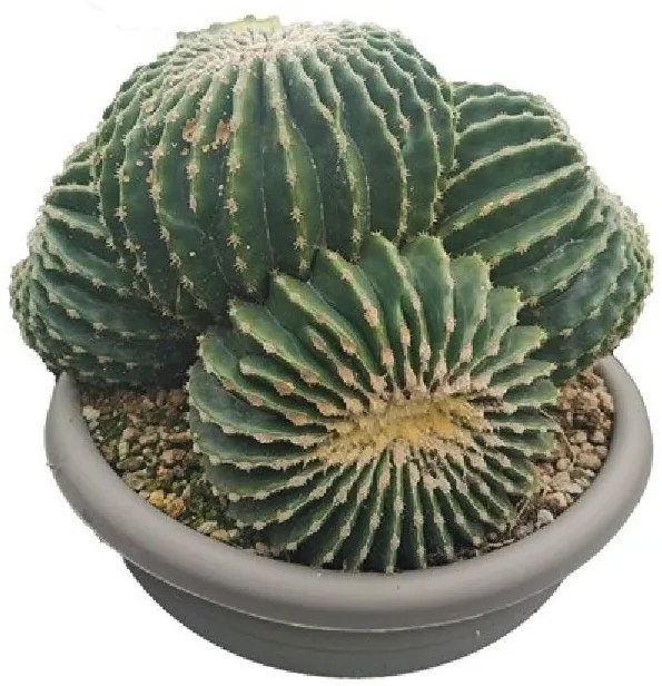 Pianta da interno ECHINOCACTUS GRUSONII INERMI VASO D.CM40