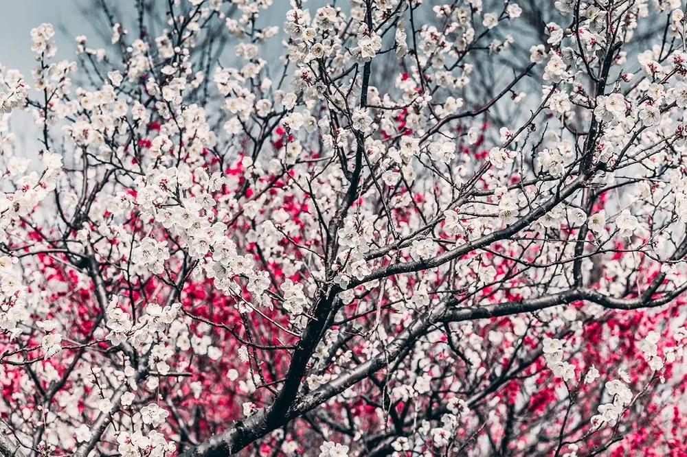 Carta da parati autoadesiva – Fiori di pesco