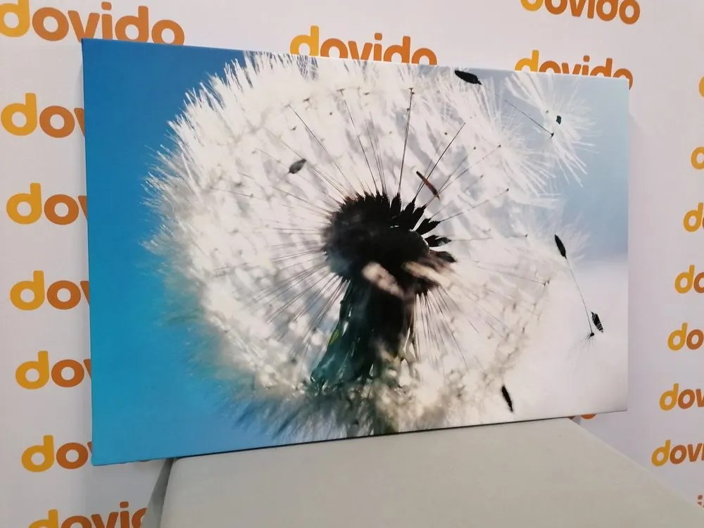 Quadro su tela – Dettaglio del soffione